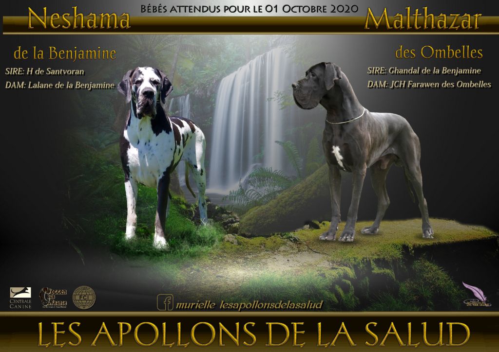 des apollons de la Salud - Dogue allemand - Portée née le 03/10/2020