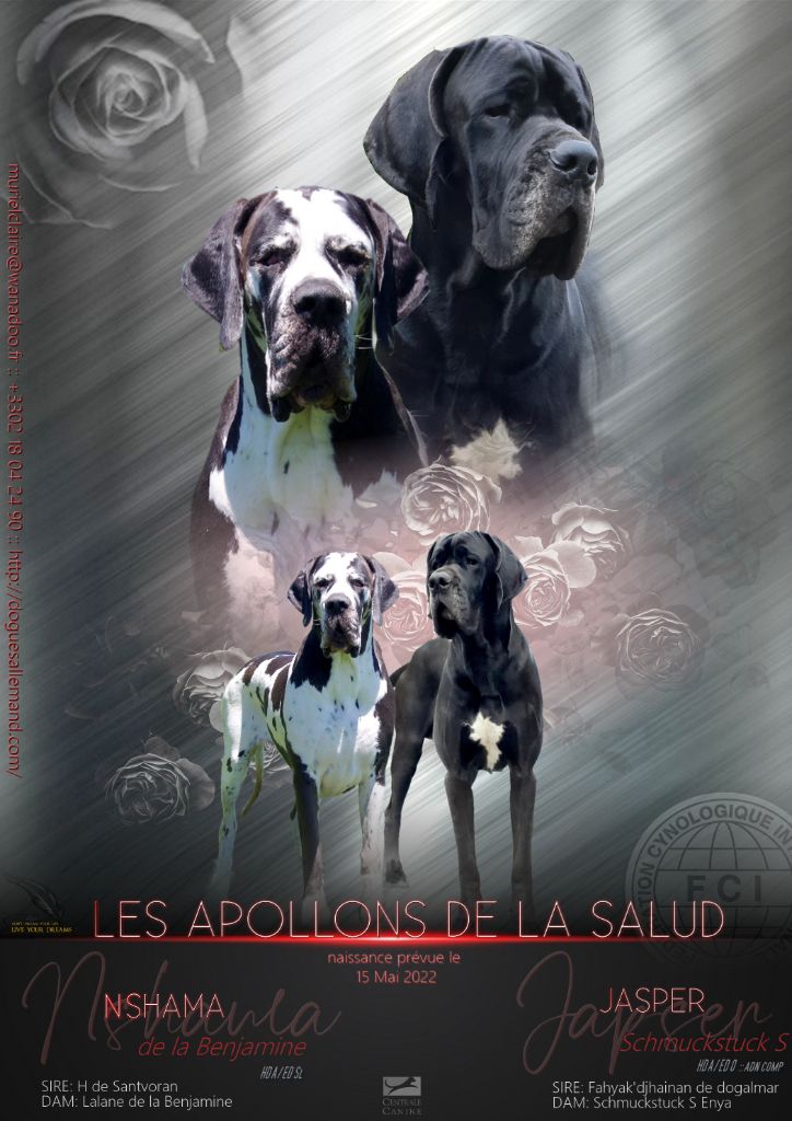 chiot Dogue allemand des apollons de la Salud