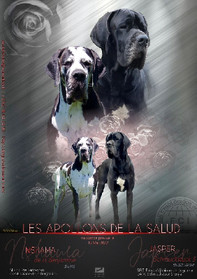 des apollons de la Salud - Dogue allemand - Portée née le 16/05/2022