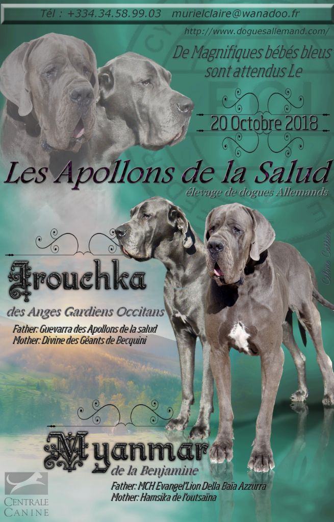 des apollons de la Salud - Dogue allemand - Portée née le 18/10/2018