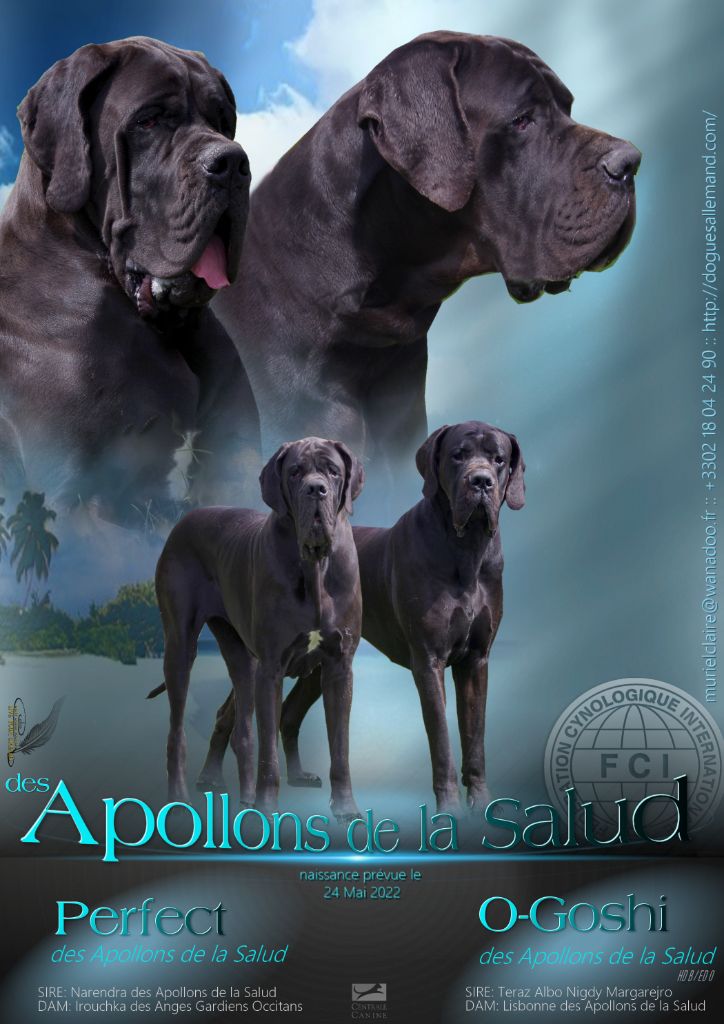 chiot Dogue allemand des apollons de la Salud