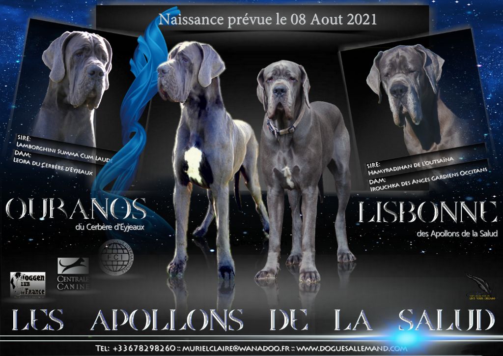 chiot Dogue allemand des apollons de la Salud