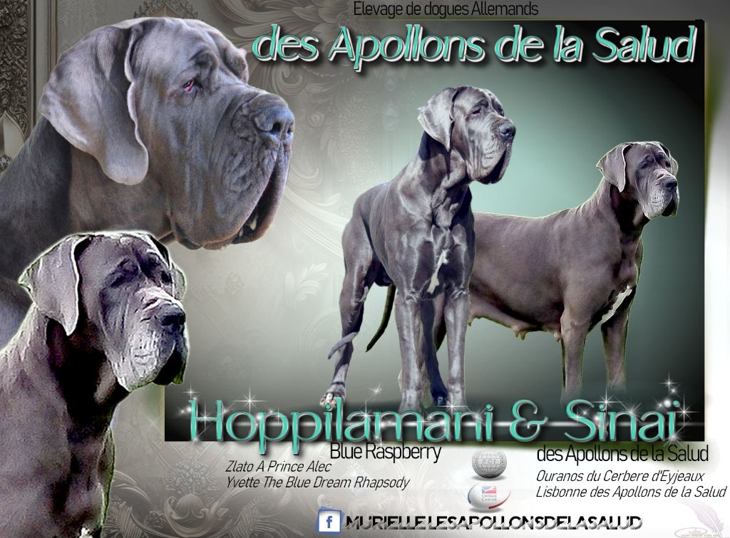 Chiots Dogues Allemand bleus