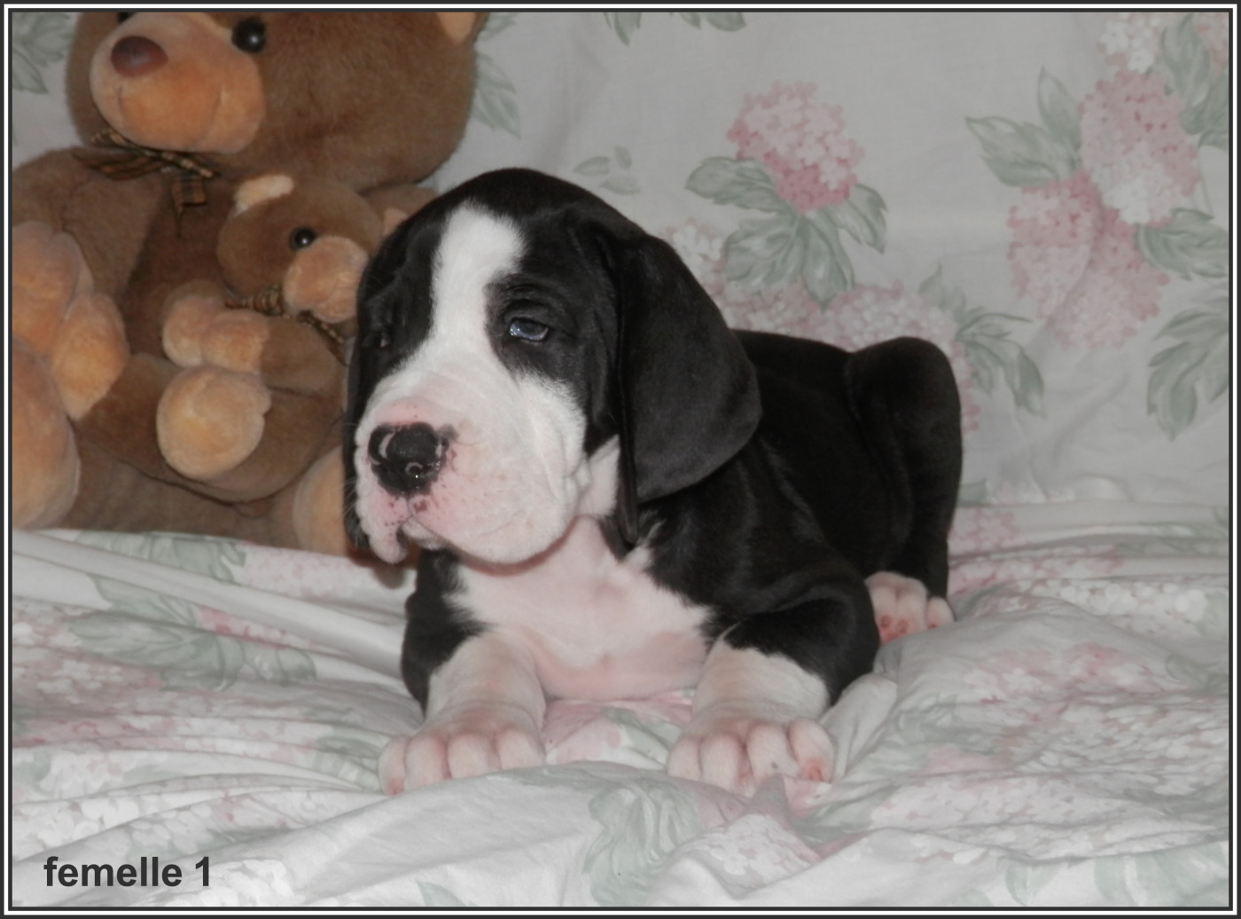 des apollons de la Salud - Chiots disponibles - Dogue allemand