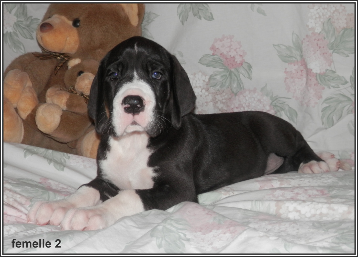 des apollons de la Salud - Chiots disponibles - Dogue allemand