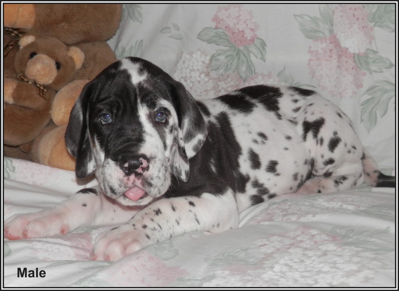 des apollons de la Salud - Chiots disponibles - Dogue allemand