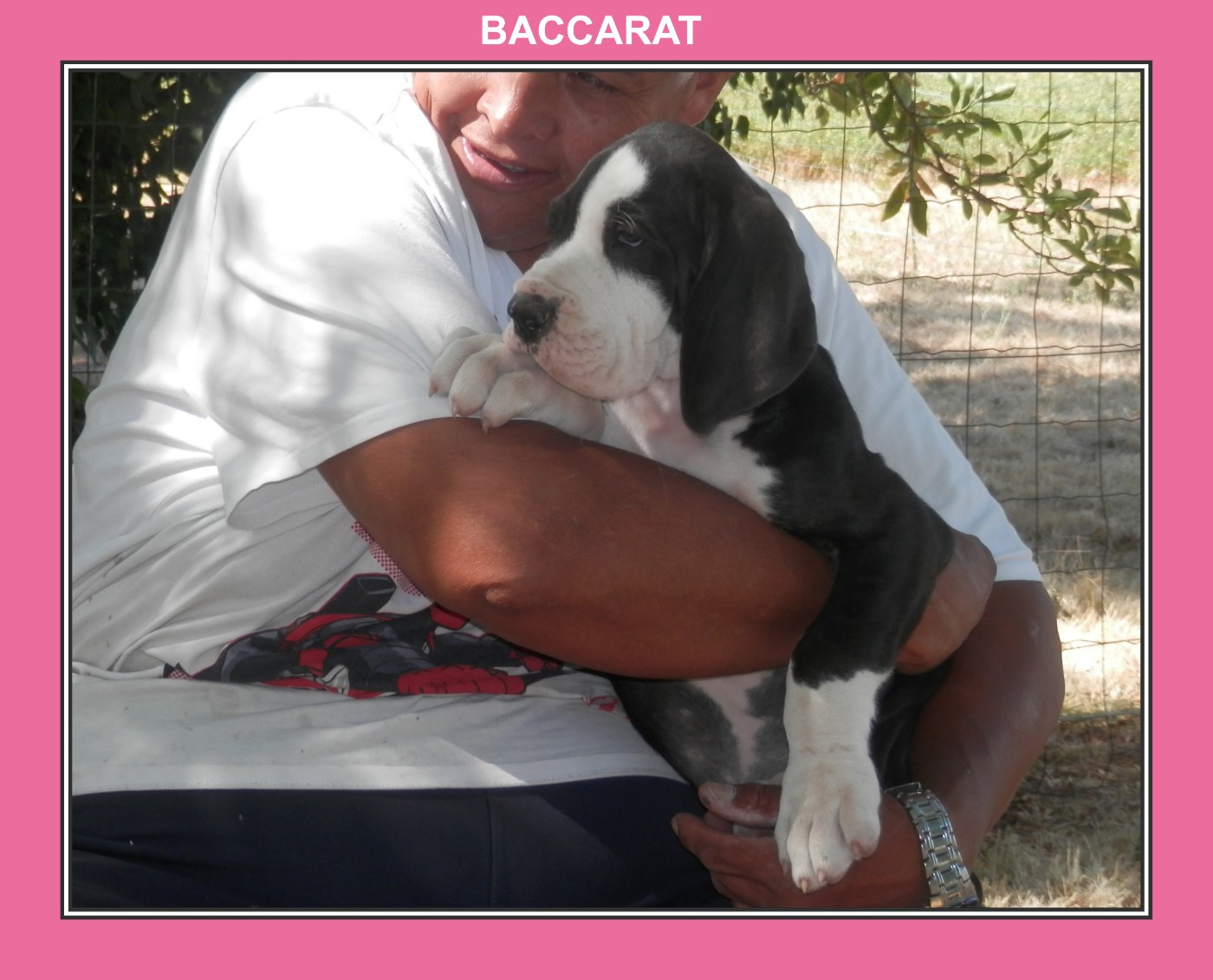 des apollons de la Salud - Chiots disponibles - Dogue allemand