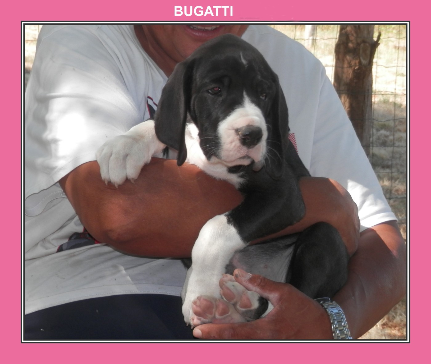 des apollons de la Salud - Chiots disponibles - Dogue allemand
