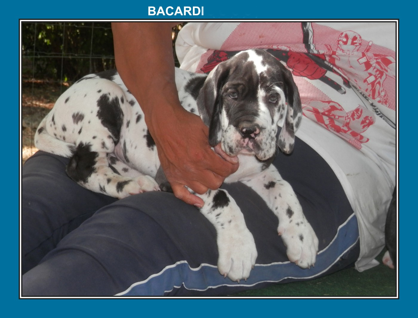 des apollons de la Salud - Chiots disponibles - Dogue allemand
