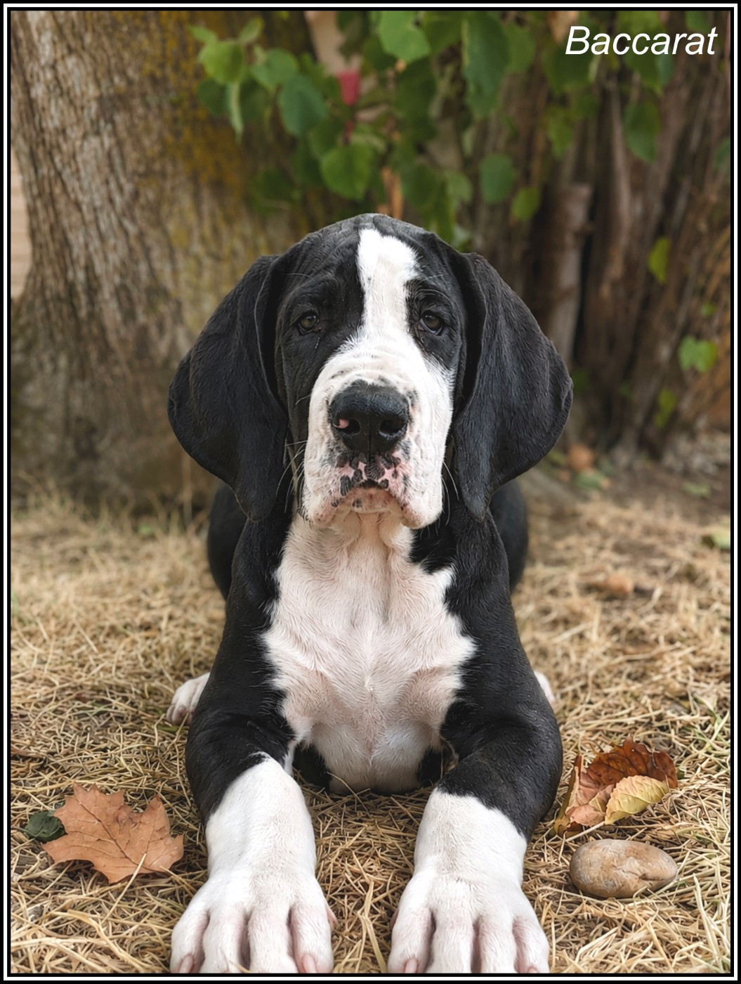 des apollons de la Salud - Chiots disponibles - Dogue allemand