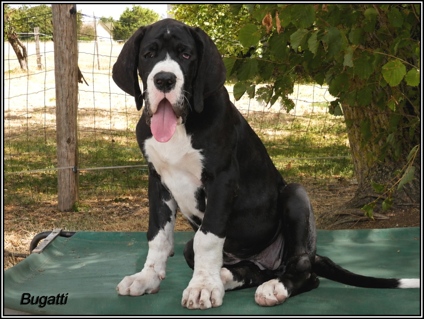 des apollons de la Salud - Chiots disponibles - Dogue allemand