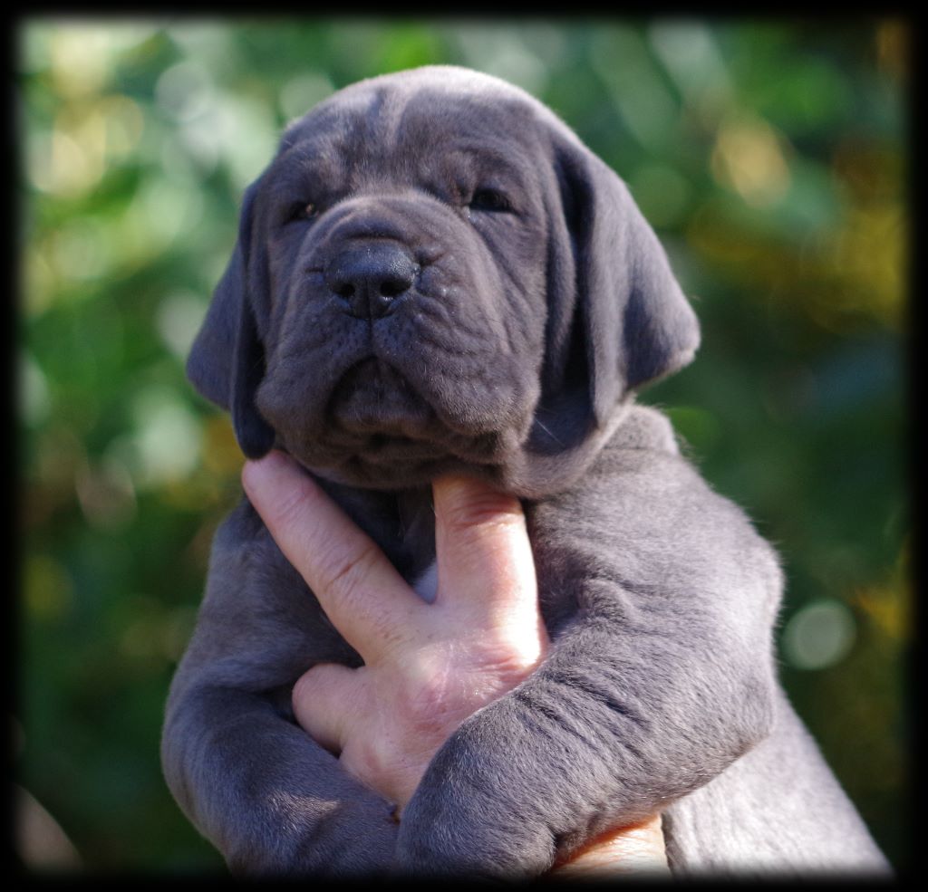 des apollons de la Salud - Dogue allemand - Portée née le 25/09/2017