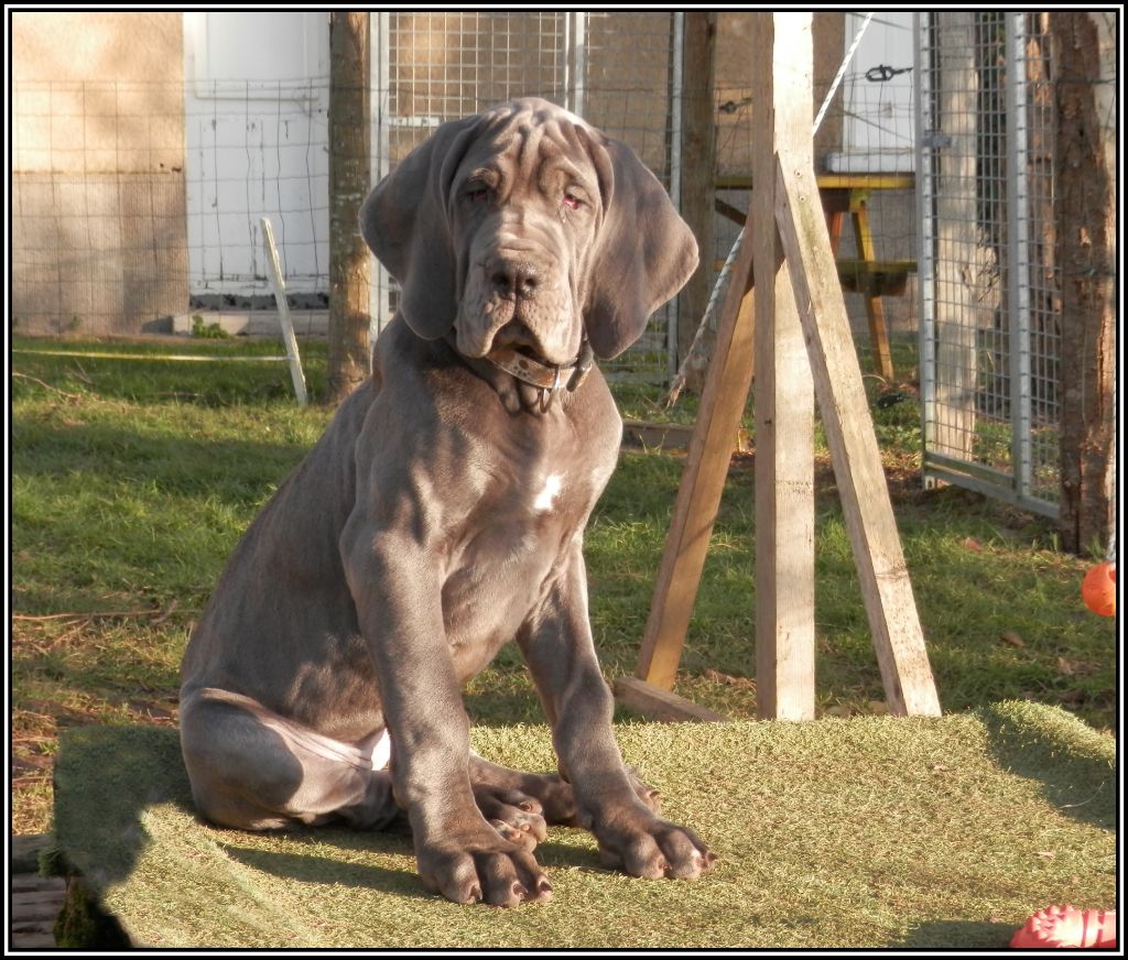 des apollons de la Salud - Chiots disponibles - Dogue allemand