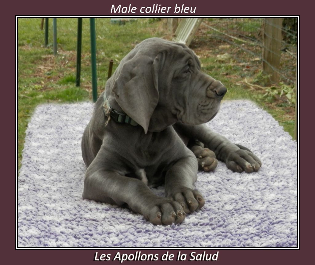 des apollons de la Salud - Chiots disponibles - Dogue allemand